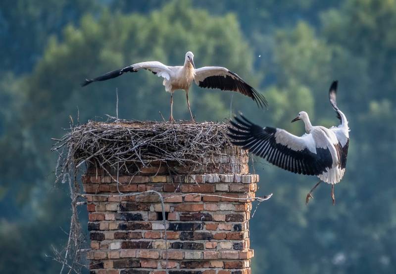 Professional Chimney Animal Removal Services in Franklin, Michigan