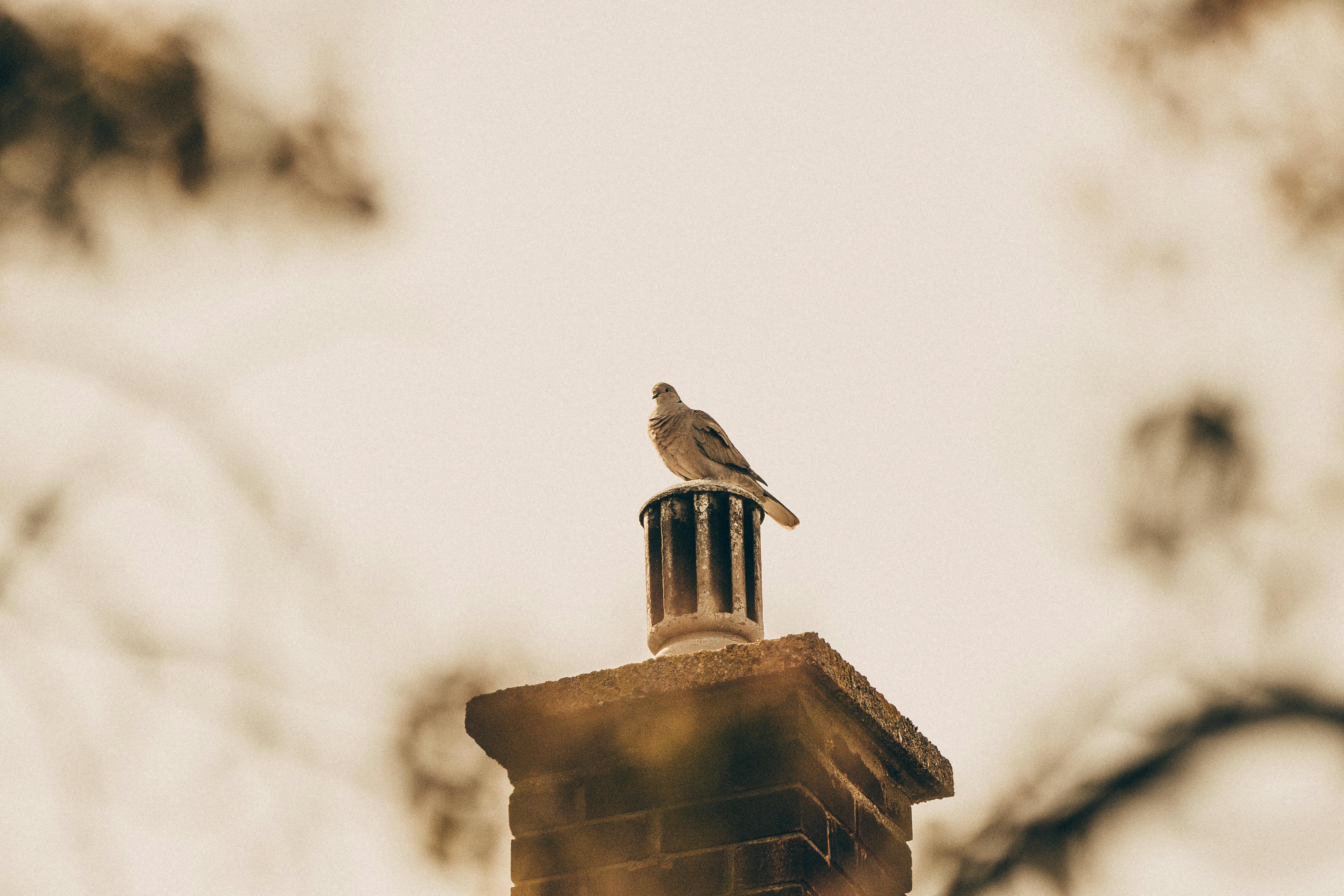Expert Chimney Cap Installation in Franklin, Michigan